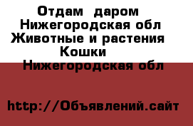 Отдам  даром - Нижегородская обл. Животные и растения » Кошки   . Нижегородская обл.